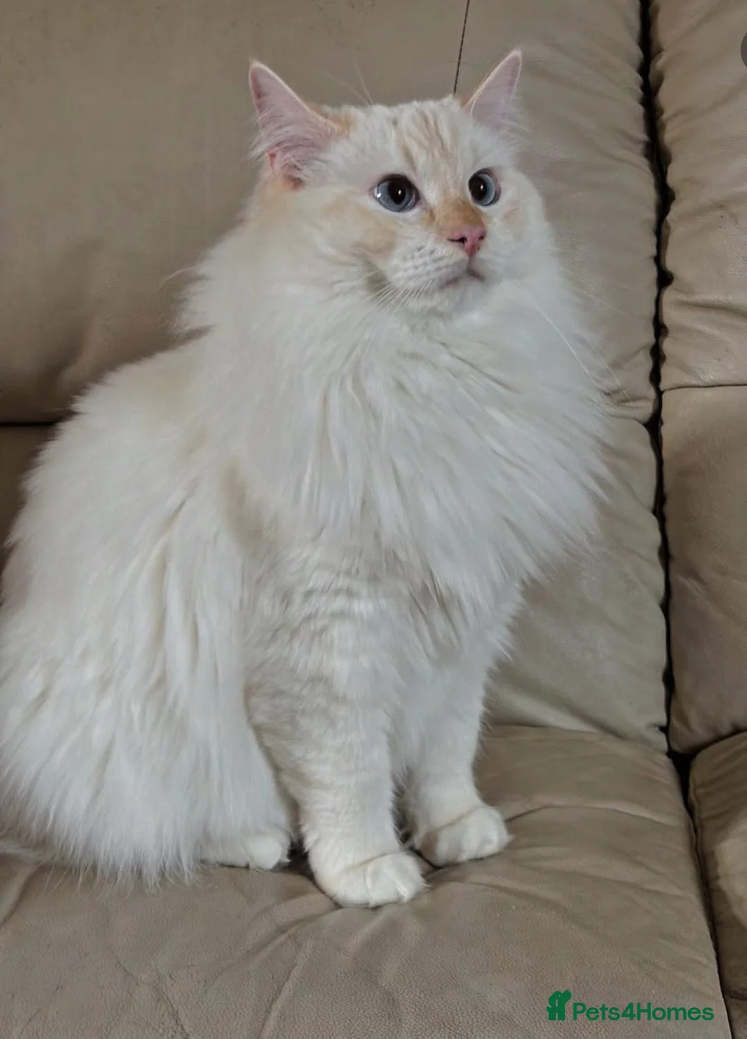Ragdoll cats for sale: Beautiful Red GCCF Registered Male - Advert 2