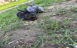 Rex rabbits for sale: Full bred Rex rabbit  - Image 3