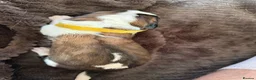 Saint Bernard dogs for sale: Exceptional St Bernard Puppies - Advert 8