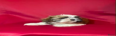 Shih Tzu 2 (Red)
