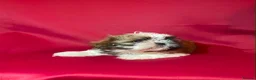 Shih Tzu dogs for sale:  🌟 2 Beautiful Female Puppies Ready Ready to go🌟 - Advert 3