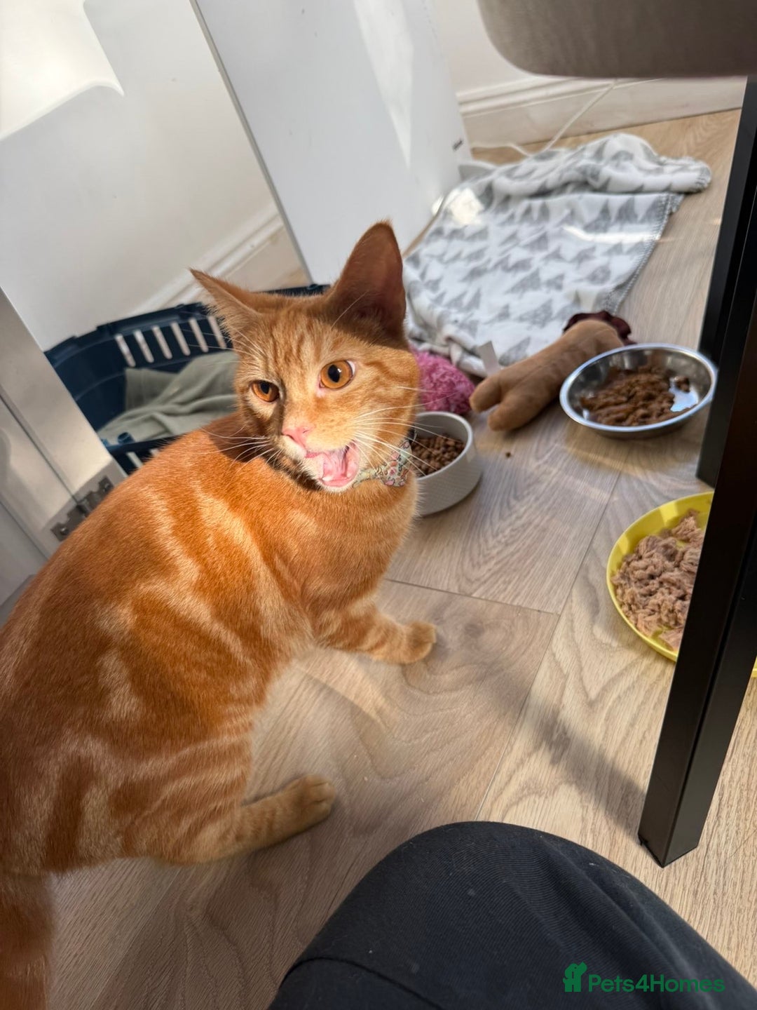 British Shorthair cats for sale: 1 year old male cat -cheddar - Advert 3