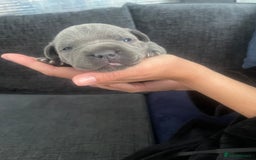 Staffordshire Bull Terrier dogs for sale: Blue Staffordshire bull terrier kc registered ❗️ - Image 13