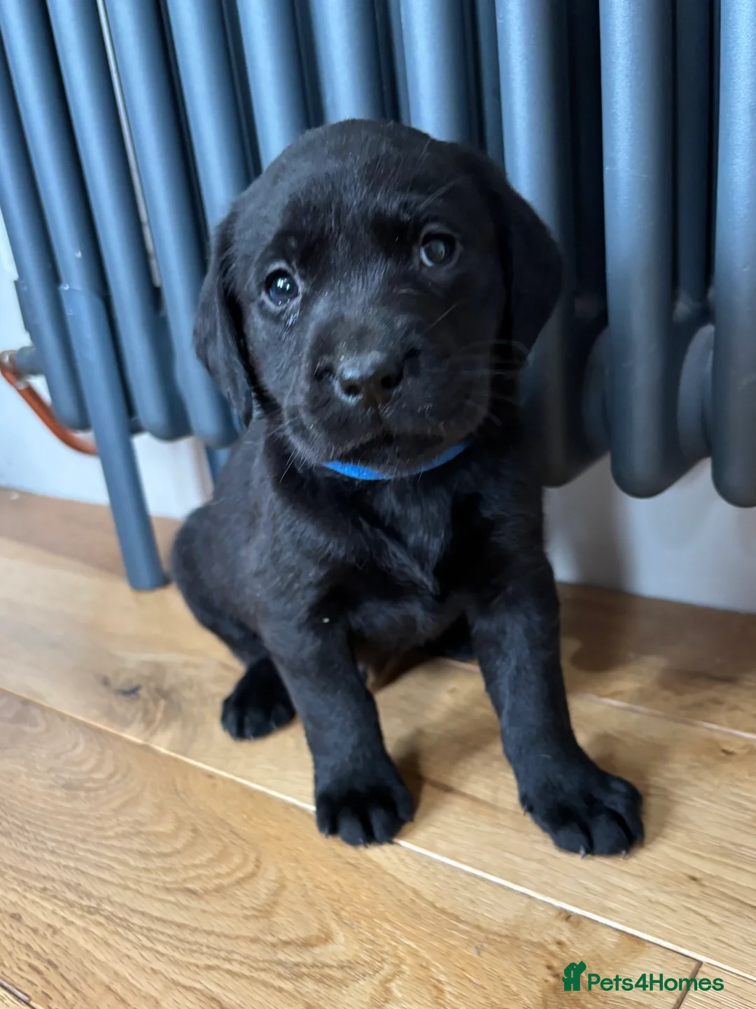 Labrador Retriever dogs for sale: Stunning Labradors KC registered DNA Tested Hip Sc - Advert 9