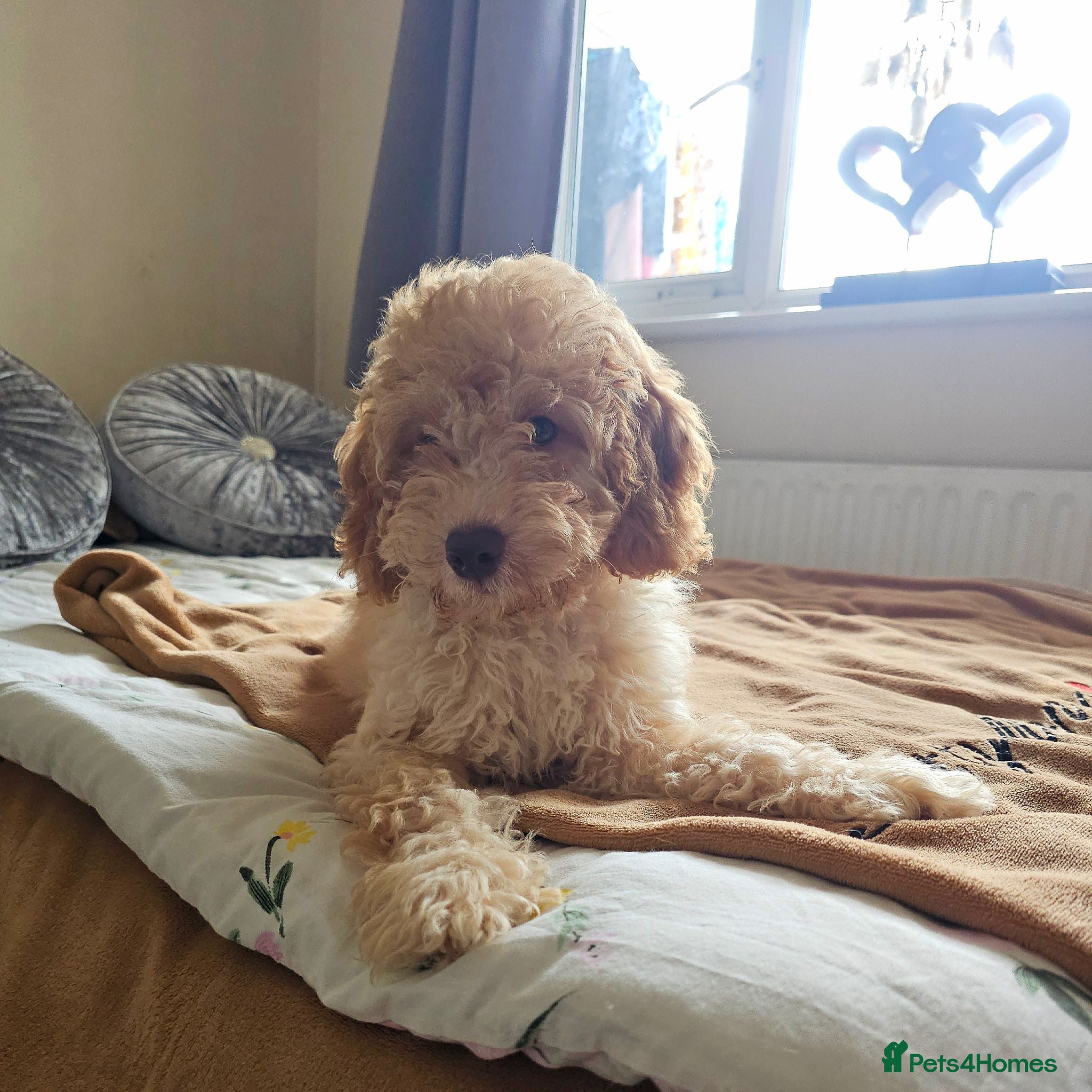 Cavapoo dogs Beautiful Cavapoo Puppies  - Advert 1