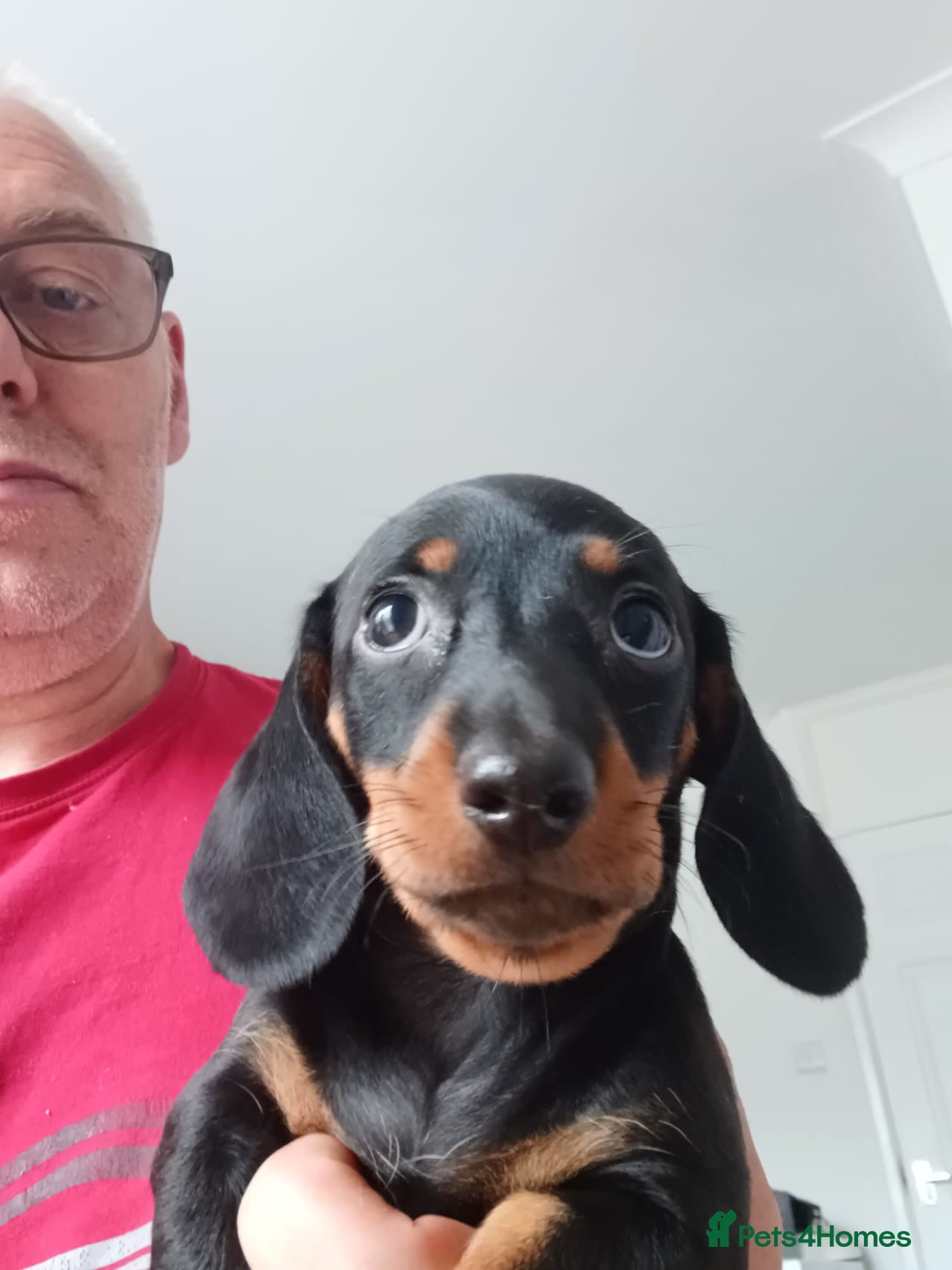 Miniature Dachshund dogs Adorable Miniature Dachshund Puppies 1 boy 1 girl  - Advert 5