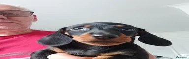 Miniature Dachshund 1
