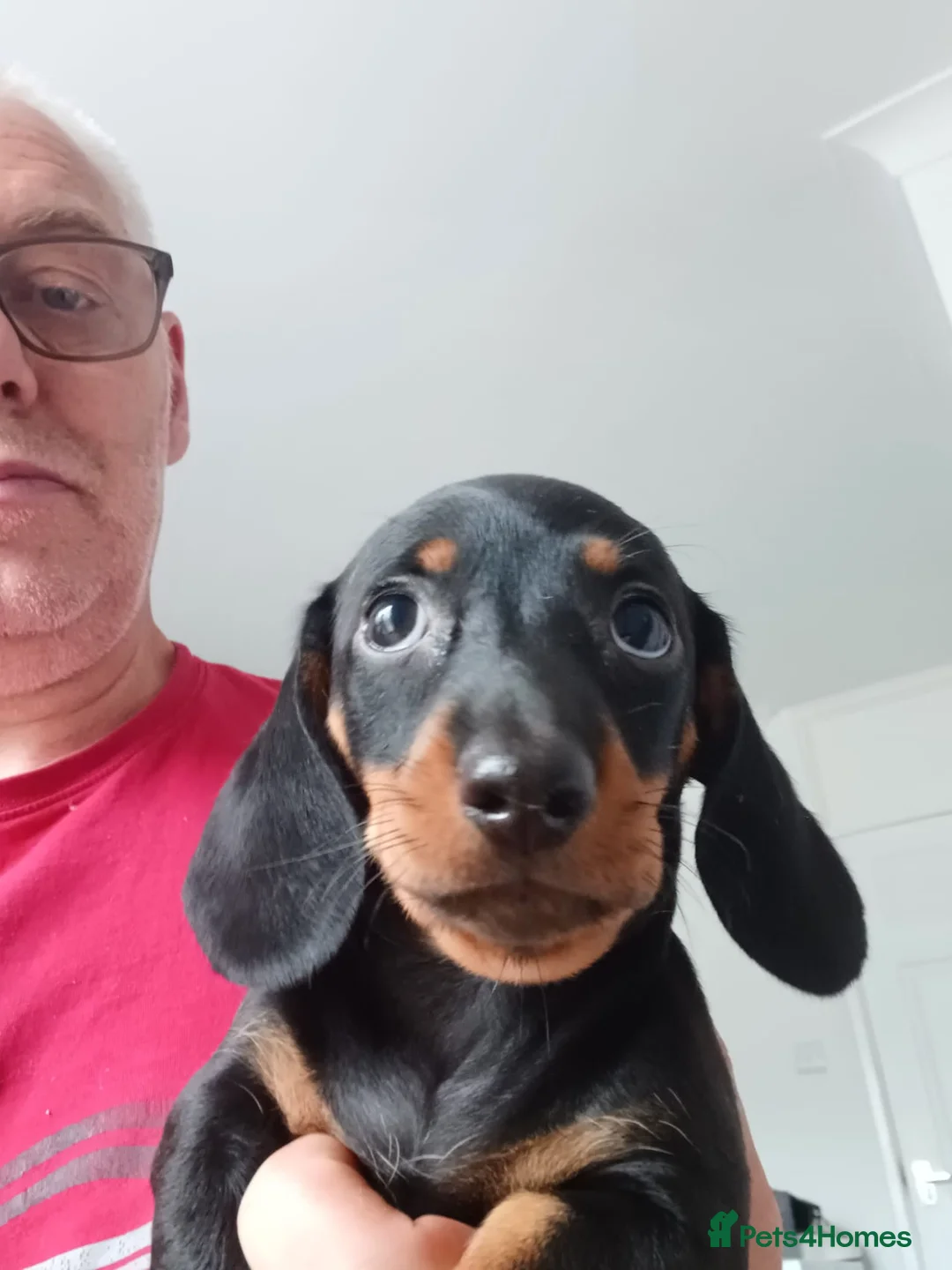 Miniature Dachshund dogs for sale: Adorable Miniature Dachshund Puppies 1 boy 1 girl  - Advert 1