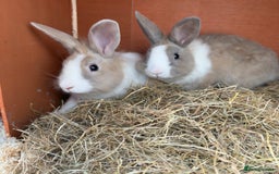Mixed Breed rabbits for sale: 2 male rabbits with hutch - Image 1