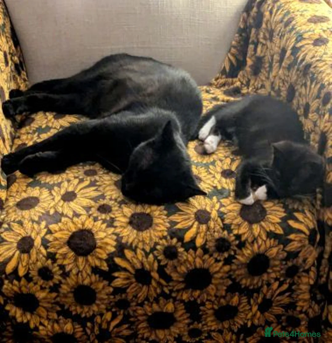 Mixed Breed cats for adoption: SAFFRON - Advert 2
