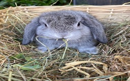 Mini Lop rabbits for sale: Pure bred mini lops - Image 8