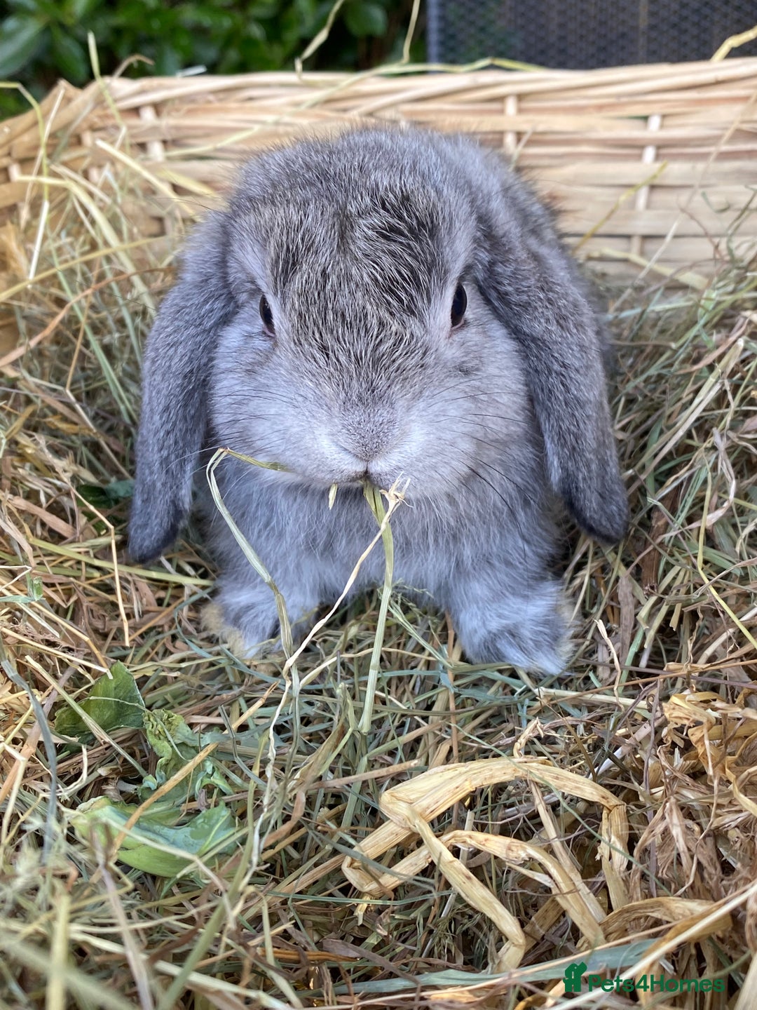 Mini Lop rabbits for sale: Pure bred mini lops - Image 8