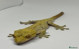 Gecko reptiles for sale: Crested Geckos ( can provide set up) in Upminster - Image 3