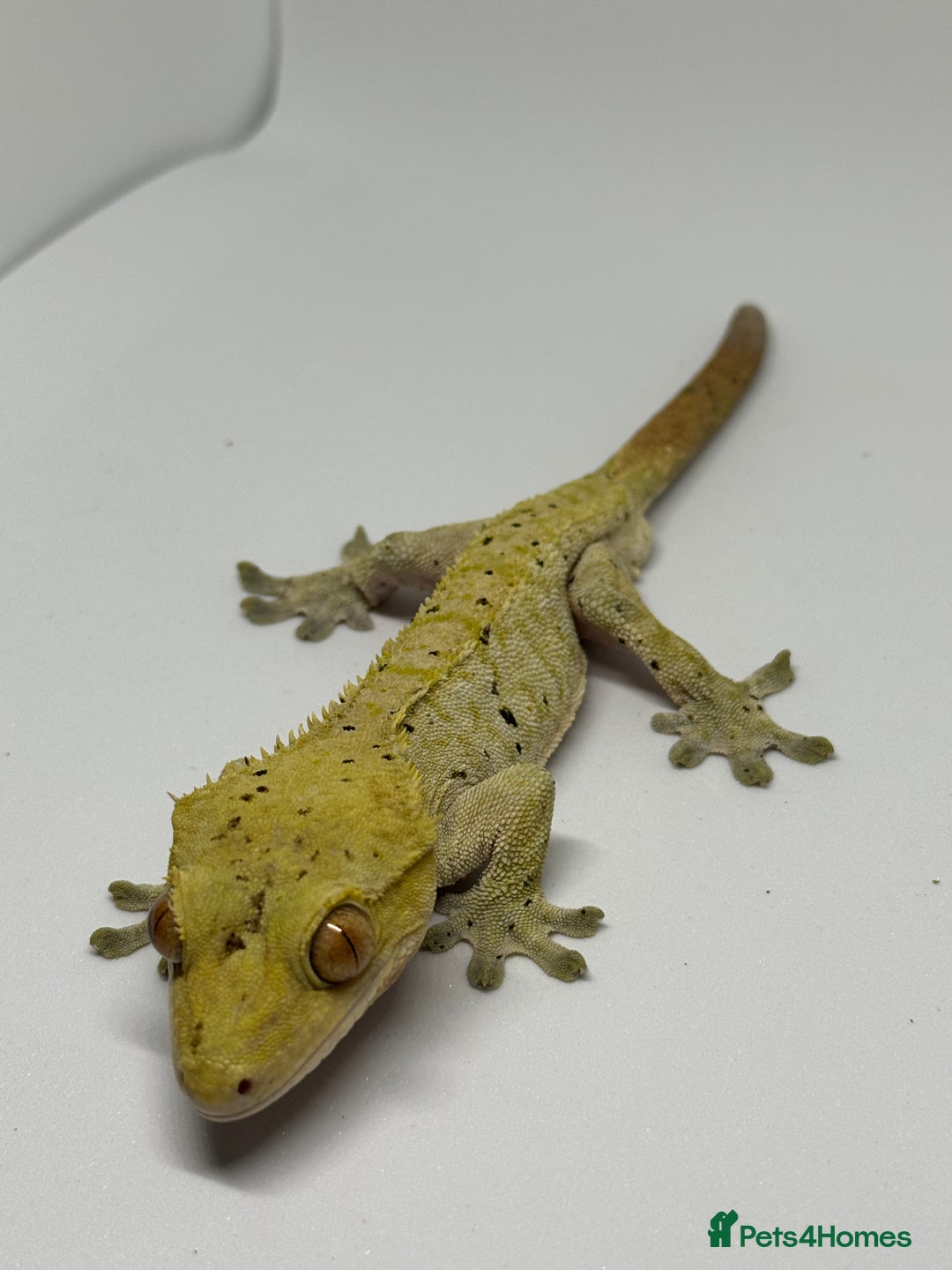 Gecko reptiles for sale: Crested Geckos ( can provide set up) in Upminster - Image 3