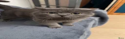 British Shorthair cats for sale: British shorthair kittens - Advert 5