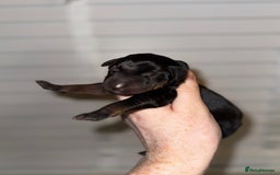 Dobermann dogs for sale: Champion bloodline  - Advert 7