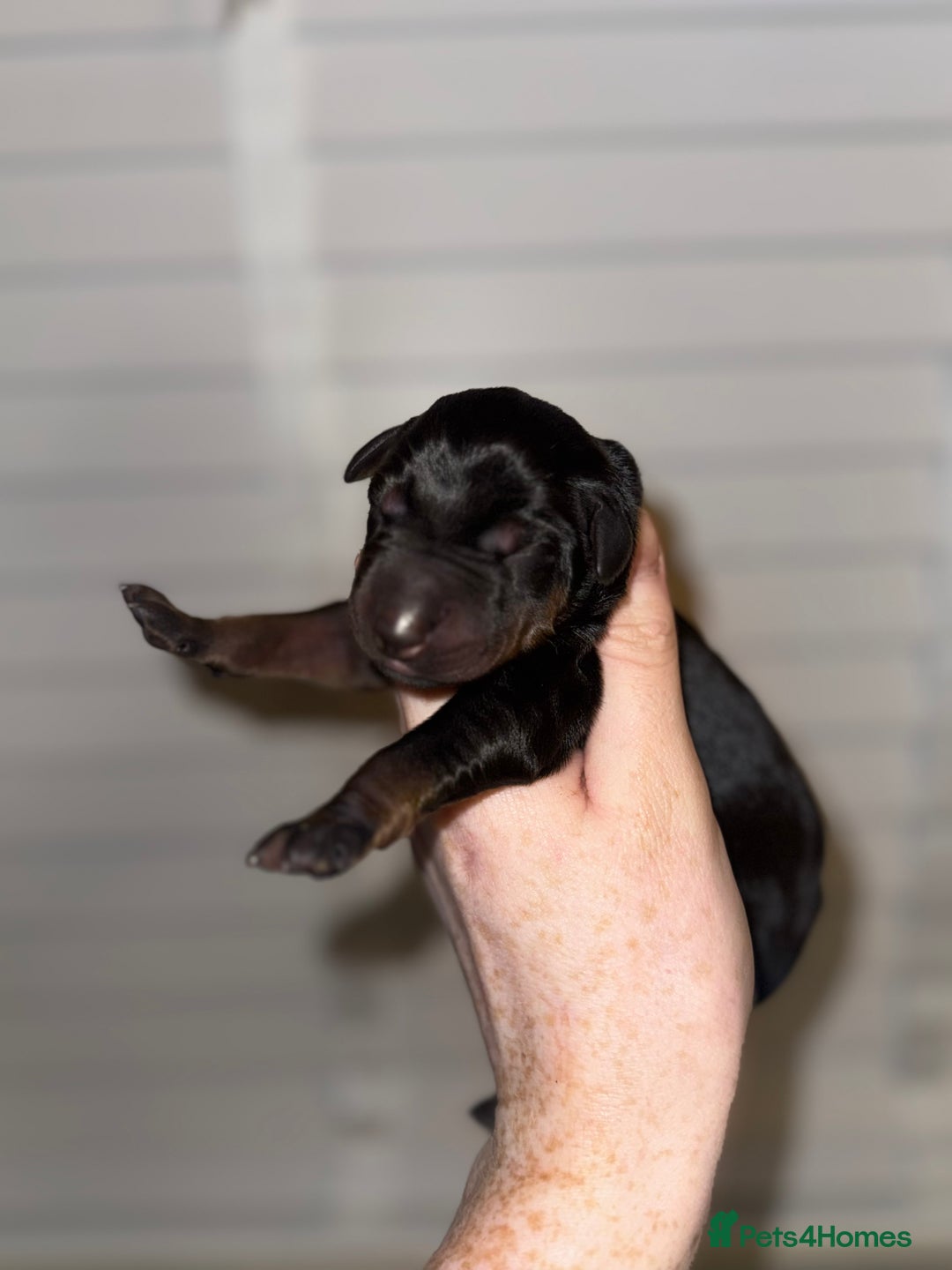 Dobermann dogs for sale: Champion bloodline  - Advert 7