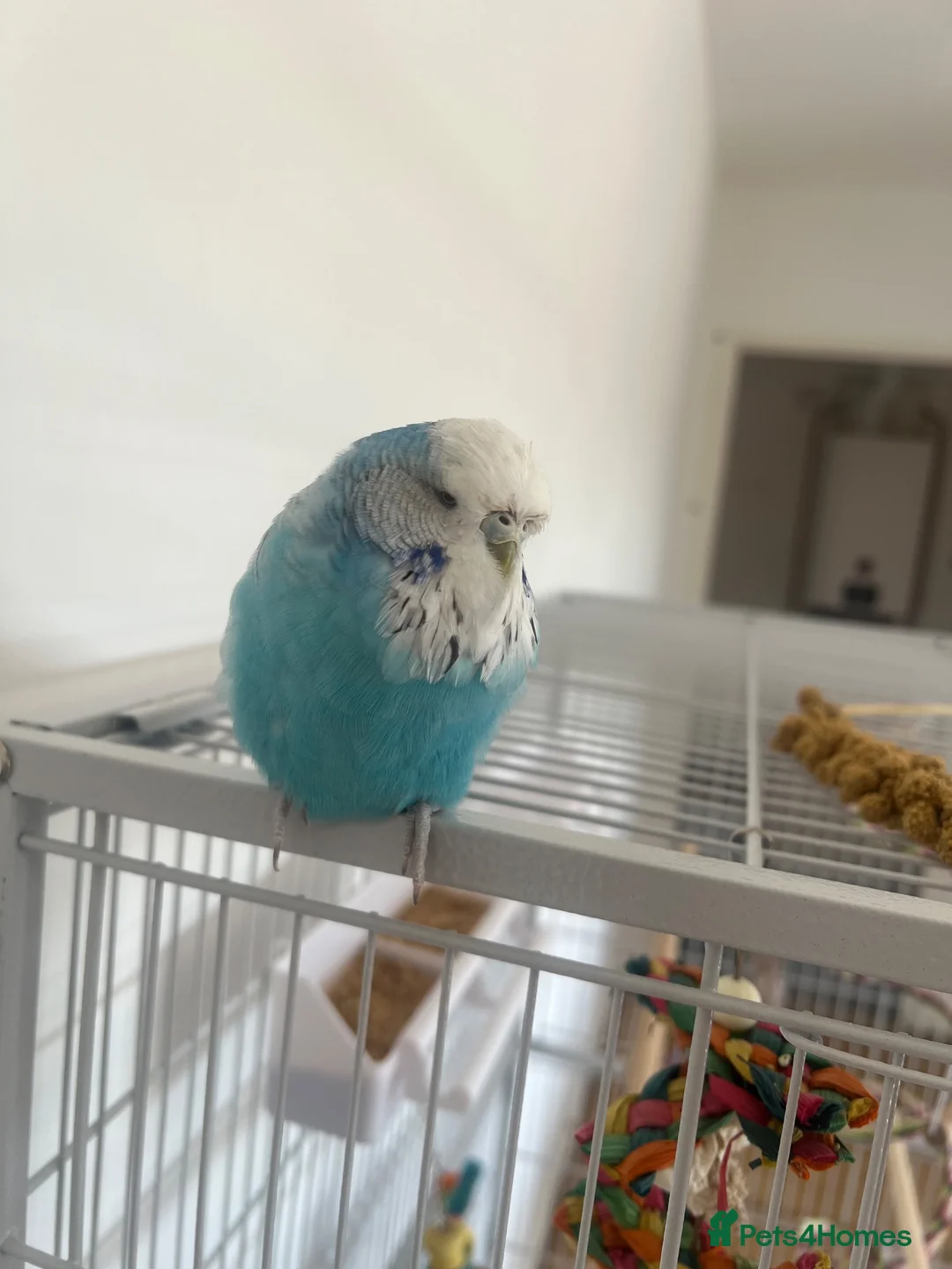 Budgerigars birds for sale: Blue budgie - Boyle - Advert 2