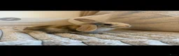 Mini Lop rabbits for sale: Mini Lop bunnies  - Advert 6