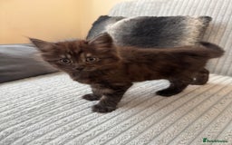 Mixed Breed cats for sale: Kittens for sale - Image 4