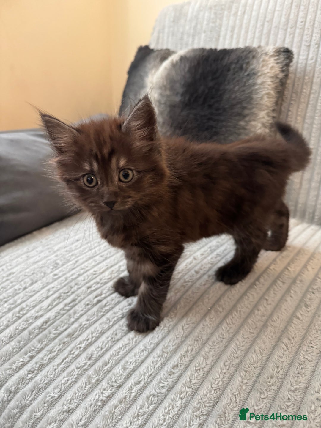 Mixed Breed cats for sale: Kittens for sale - Image 4
