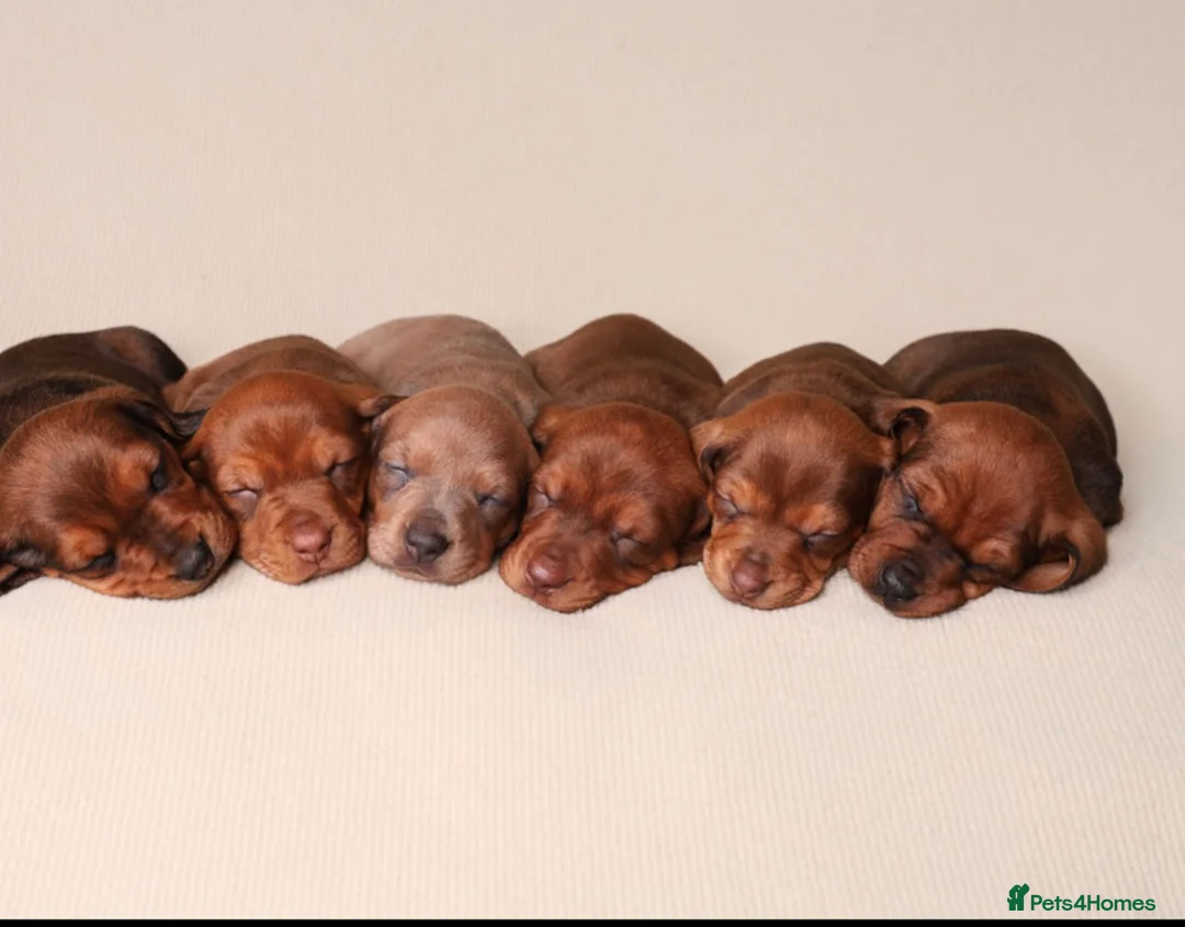 Dachshund dogs for sale: Dachshund choc-based-red puppies available now!! - Advert 16