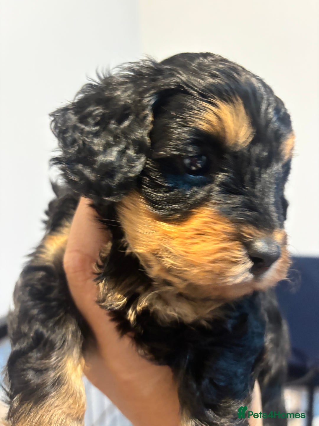 Cavapoo dogs for sale: Beautiful Black Phantom F1bb girl cavapoo - Image 13