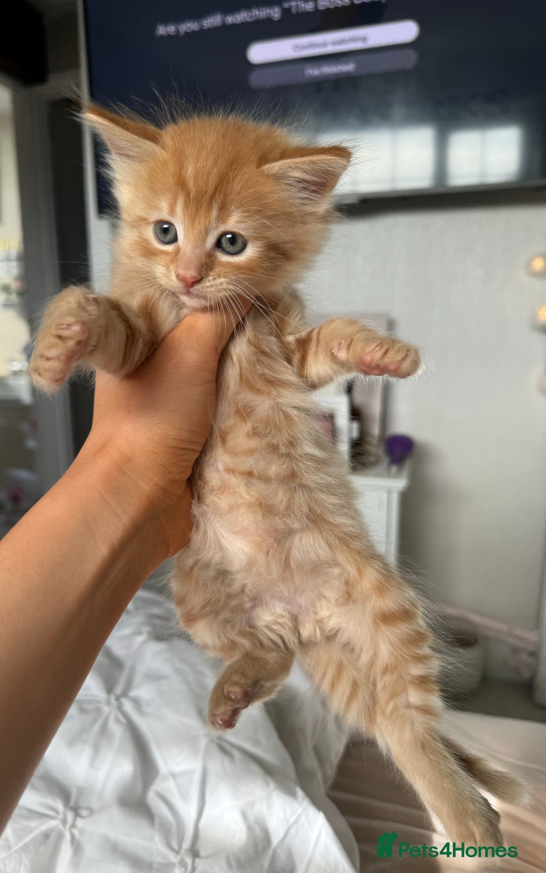 Mixed Breed cats for sale: 4 Long haired kittens - Image 4