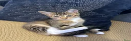 Mixed Breed cats for sale: 2 GORGEOUS GIRLS URGENTLY NEEDING HOMES - Advert 3