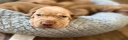 Hungarian Vizsla dogs for sale: Crufts Best in Show & Elite working Bloodlines - Advert 31