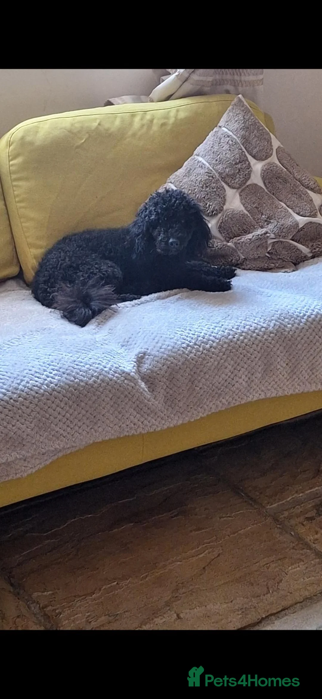 Toy Poodle dogs for sale: Kc registered black toy poodle male 2 years - Advert 5