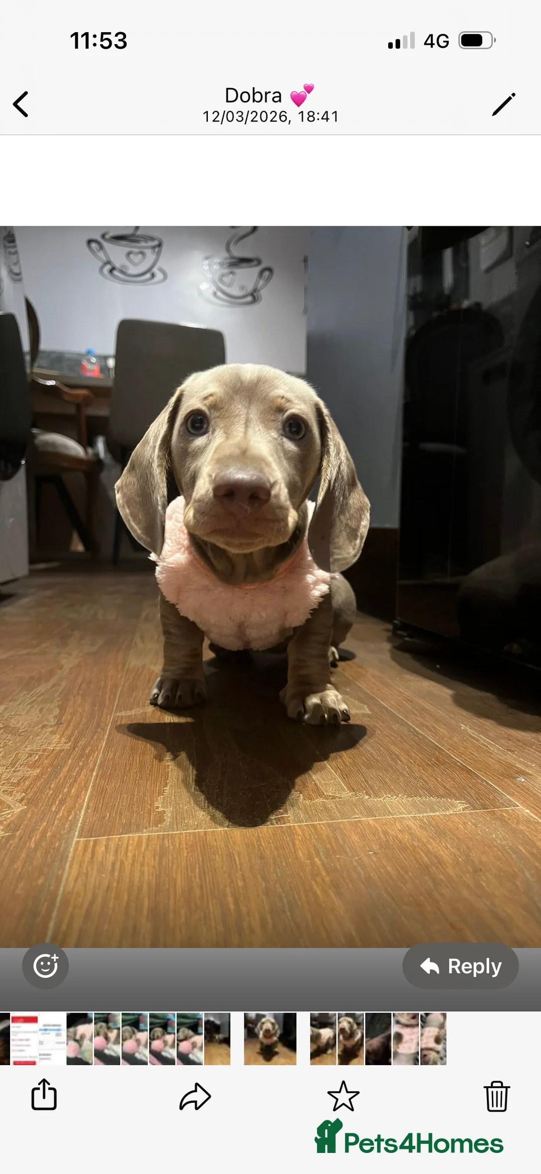 Miniature Dachshund dogs for sale: Mini dachshund  in Huddersfield - Advert 1