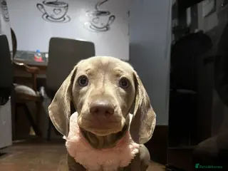 Miniature Dachshund dogs Mini dachshund - Advert 1