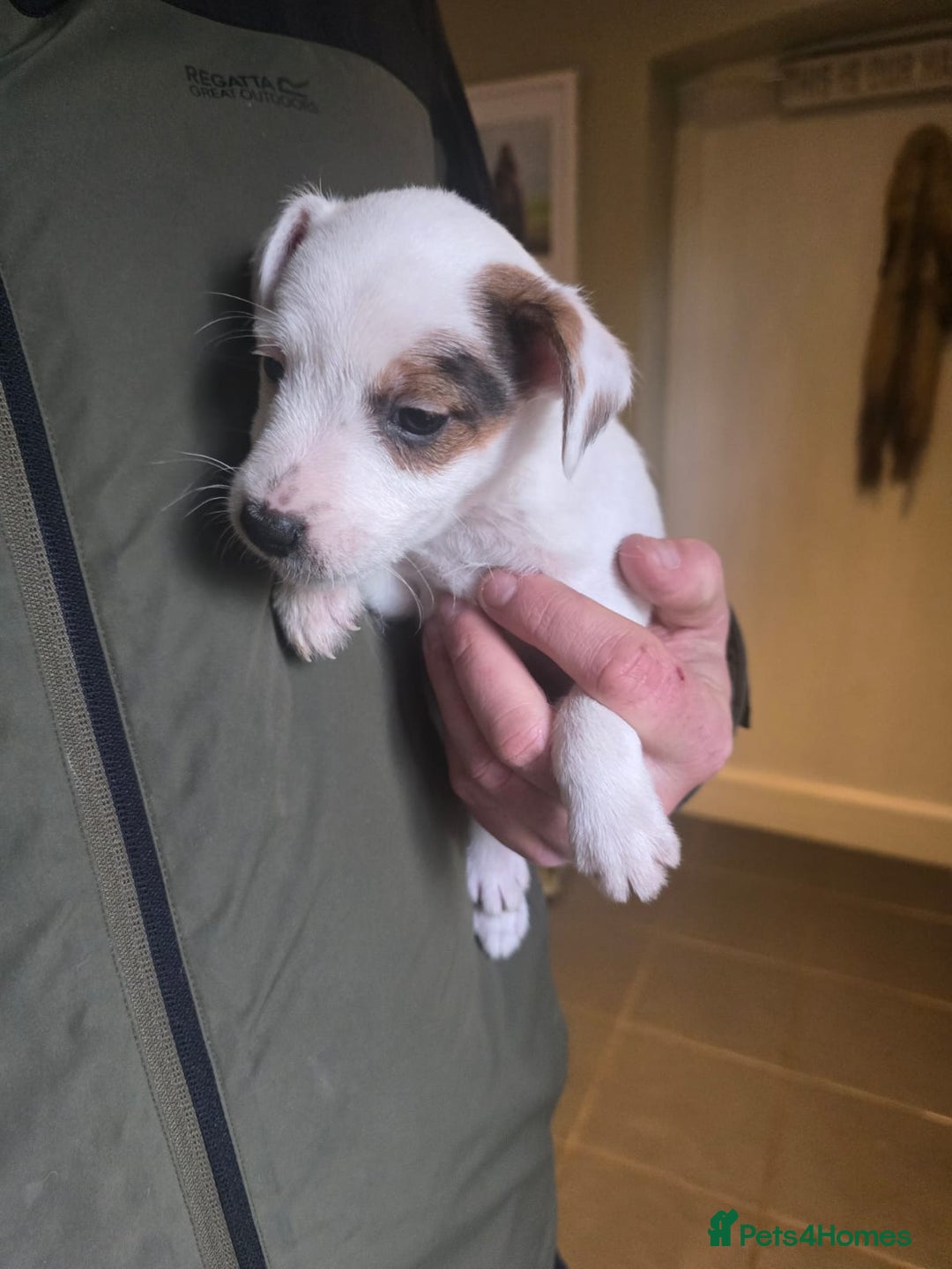 Jack Russell dogs for sale: Jack Russell puppies  - Advert 5
