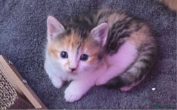 Exotic cats for sale: Stunning girl  - Image 3