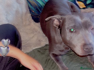 Mixed Breed dogs Staffradore - Advert 14