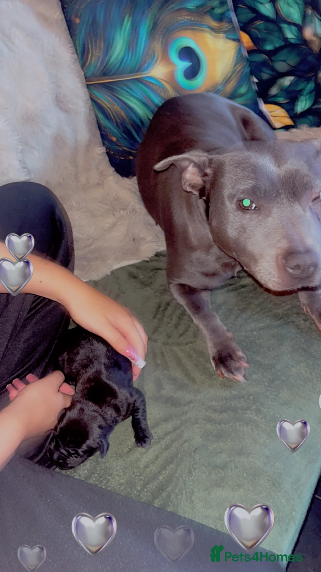 Mixed Breed dogs for sale: Staffradore - Advert 1