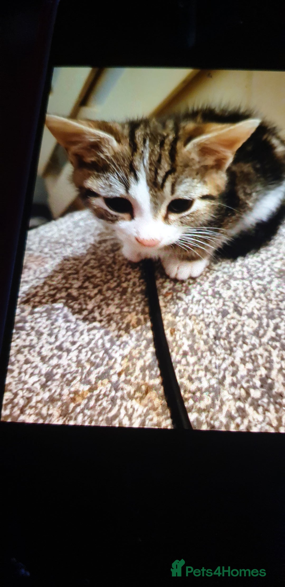 Mixed Breed cats for sale: 4 Kittens for sale - Image 2