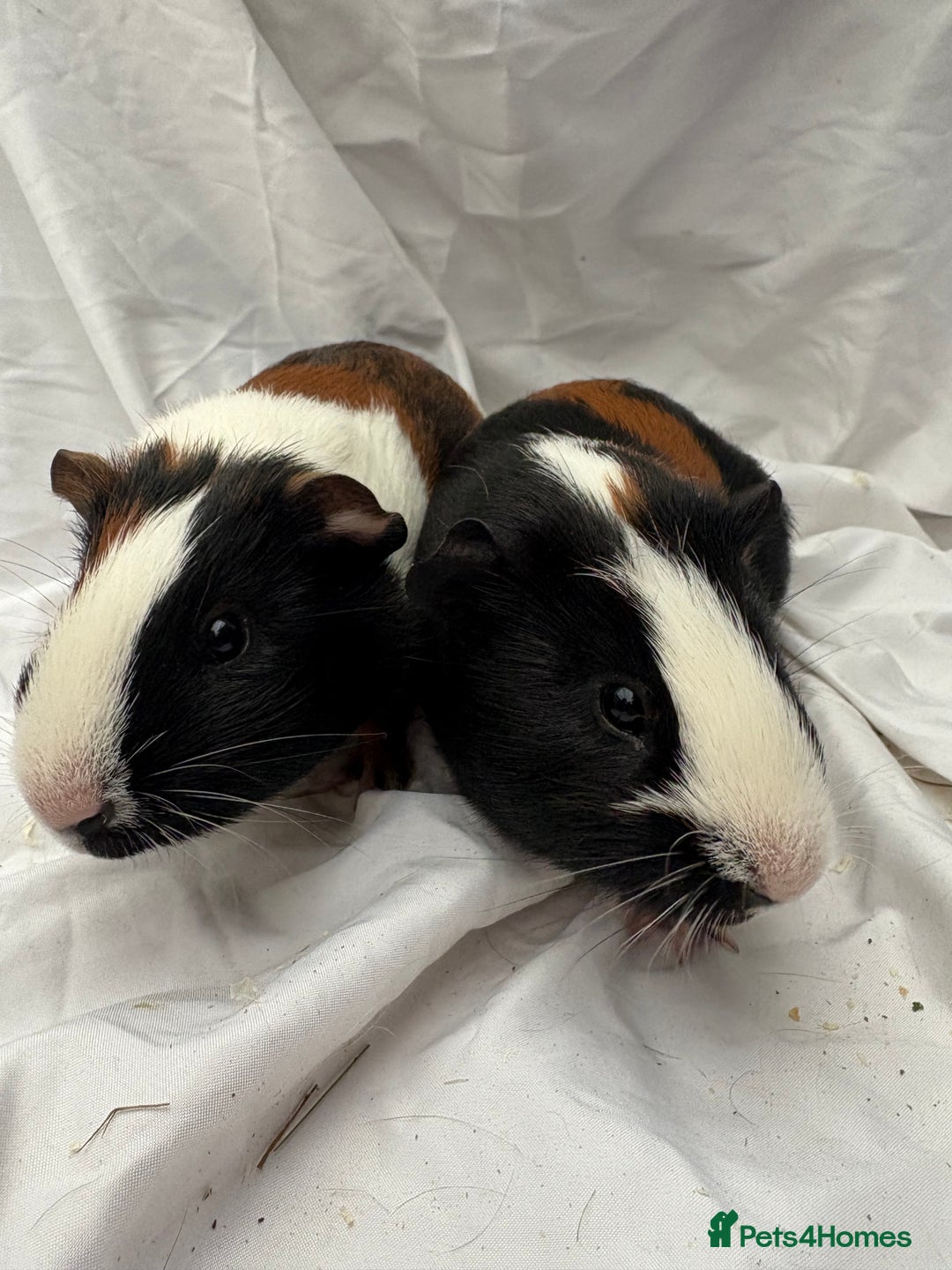 Guinea Pig rodents for sale: Bonded Male Guinea Pigs - Advert 5