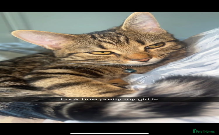 Bengal cats - Advert 16
