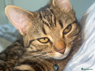 Bengal cats - Advert 35