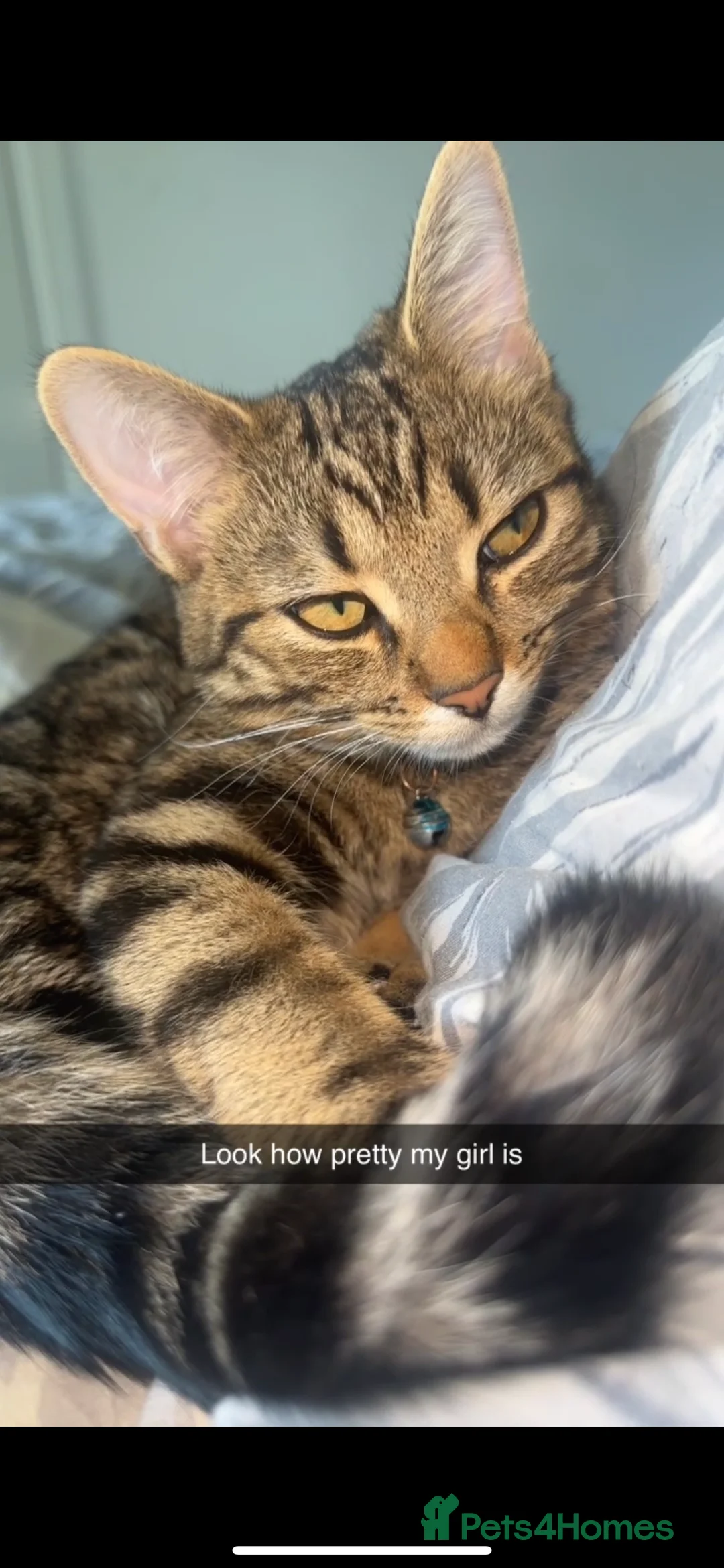 Bengal cats for sale: Tabby bengal mix  - Advert 1