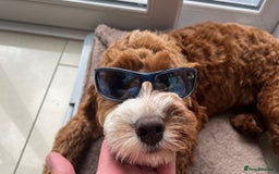 Cavapoo dogs for sale: Expecting a litter-health tested F1b Cavapoo pups - Image 22
