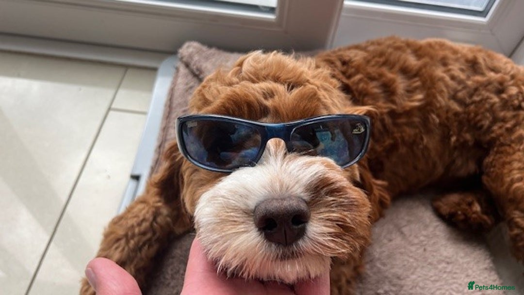 Cavapoo dogs for sale: Expecting a litter-health tested F1b Cavapoo pups - Image 22