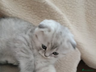 British Shorthair cats Chunky kittens for sale - Advert 6