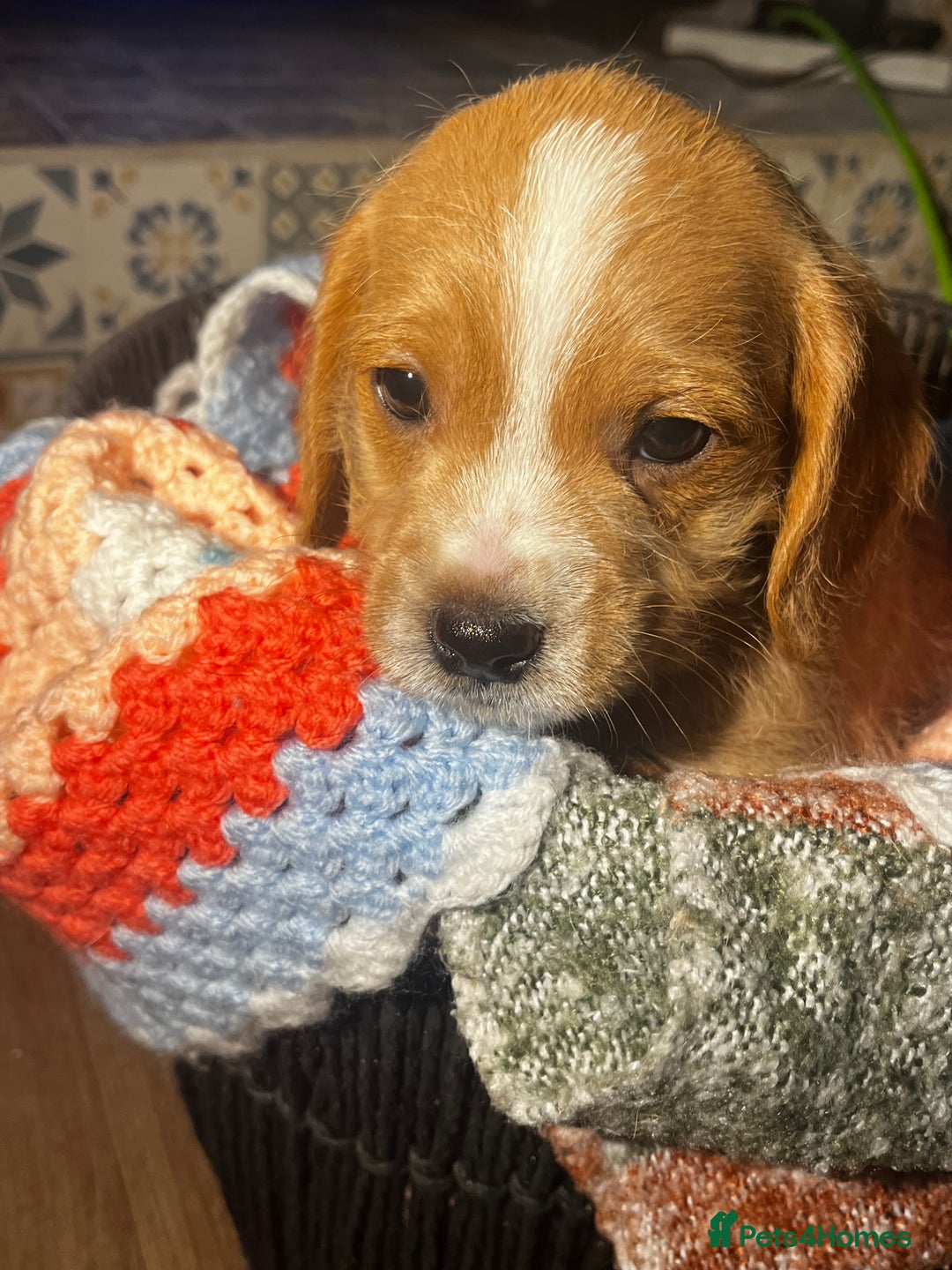 Mixed Breed dogs for sale: F2 cockapoo cross Spaniel cross  - Advert 9