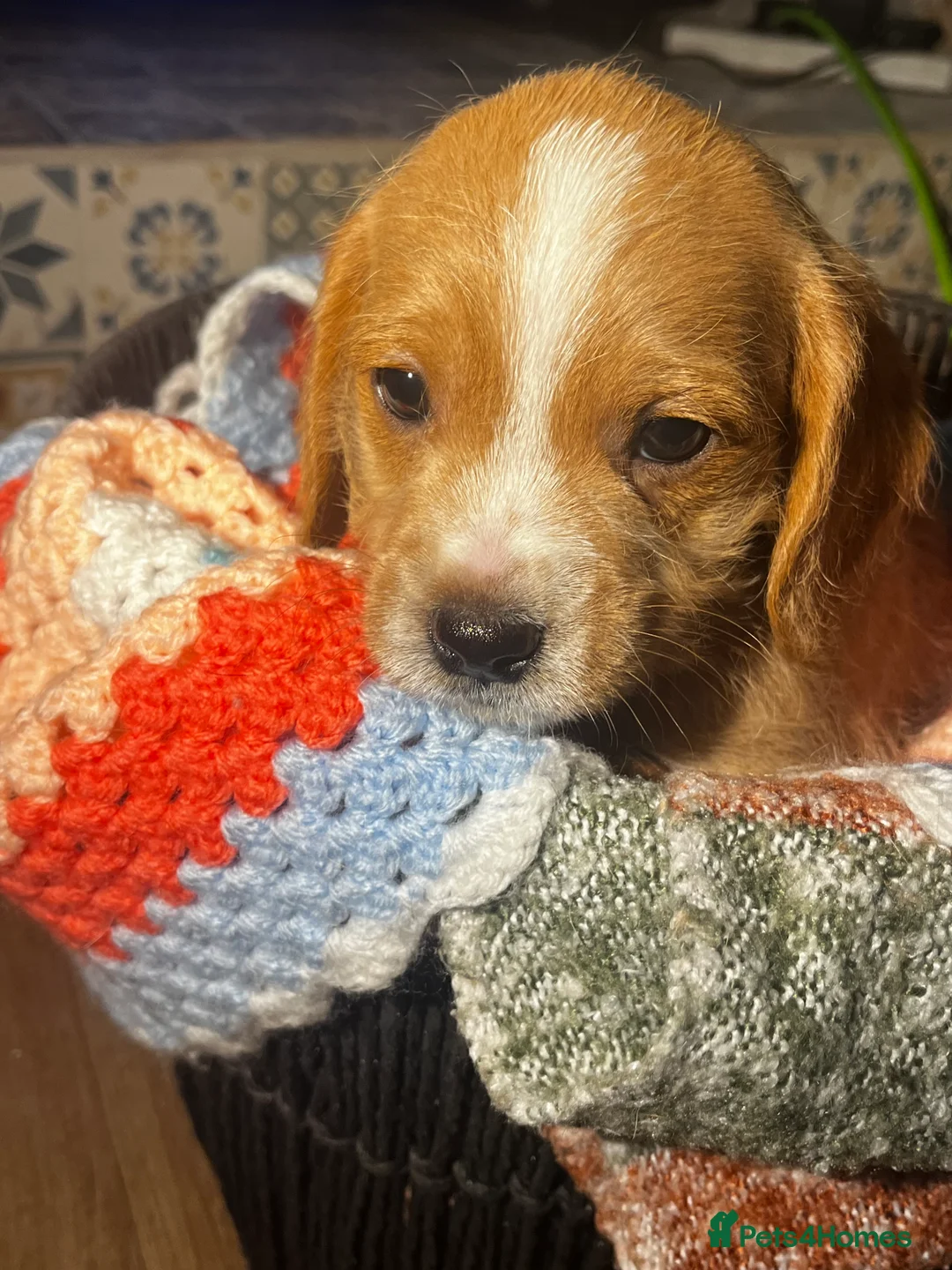 Mixed Breed dogs for sale: F2 cockapoo cross Spaniel cross  - Advert 9