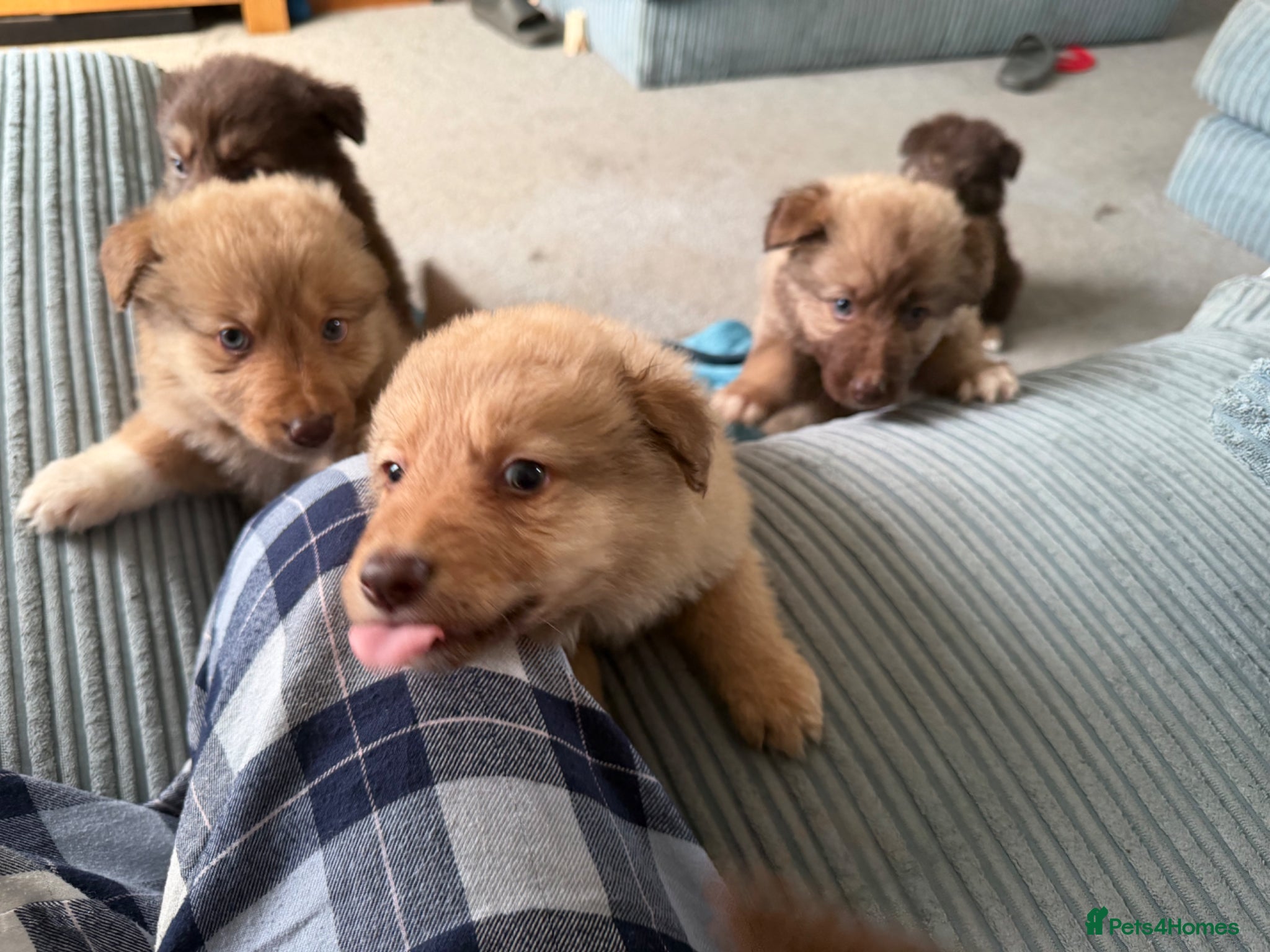 Mixed Breed dogs German shepherd x Border collie (Shollies) - Advert 4