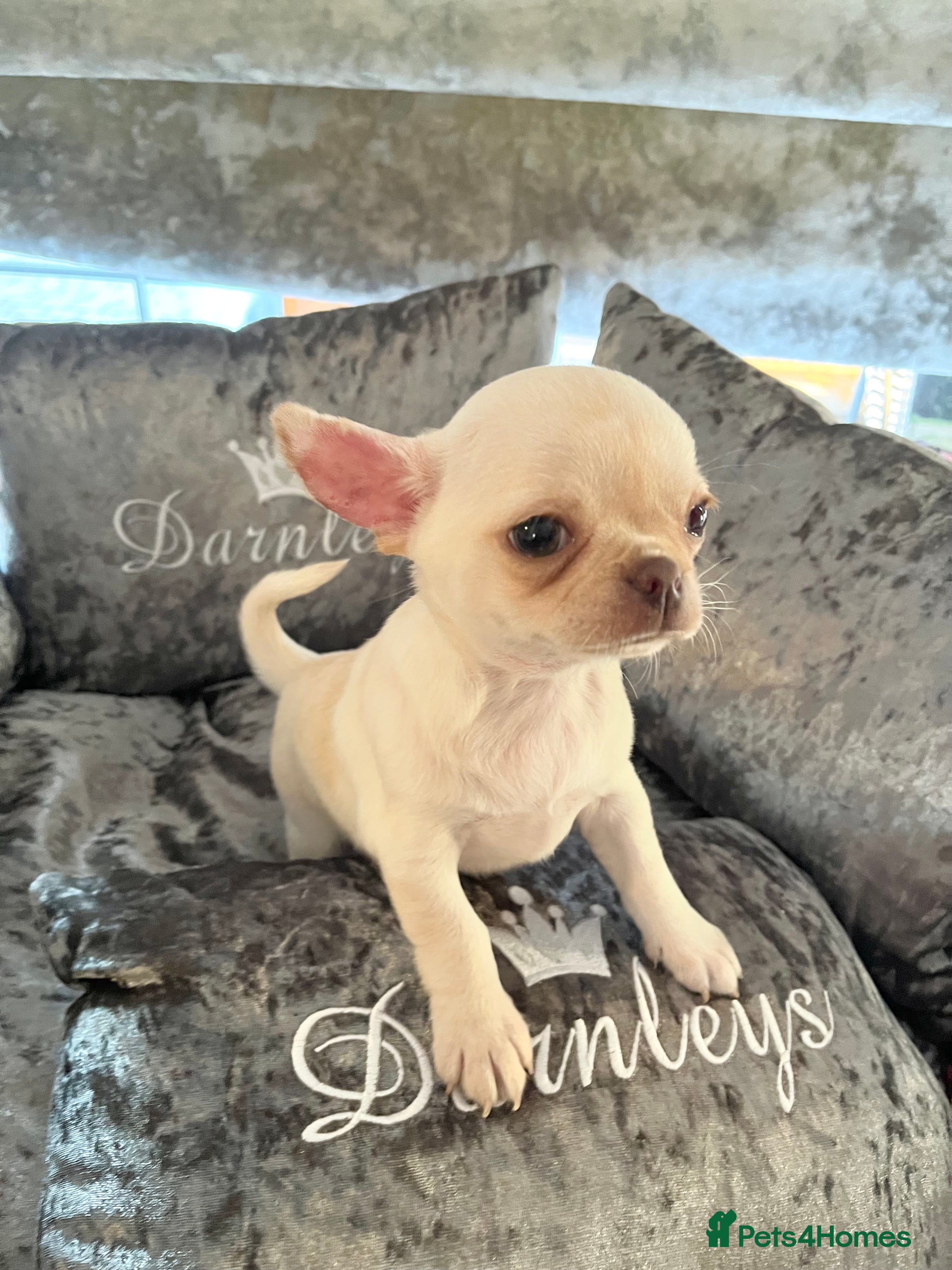 Chihuahua dogs KC REGISTERED CREAM CHIHUAHUA BOY - Advert 7