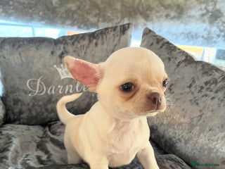 Chihuahua dogs KC REGISTERED CREAM CHIHUAHUA BOY - Advert 1
